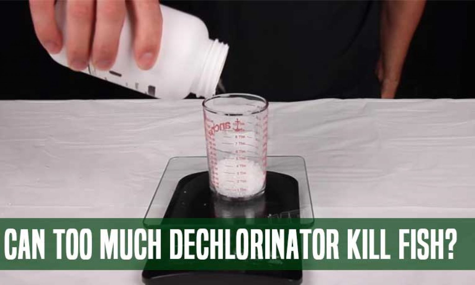 A Detailed Discussion On How Long Can Fish Survive In A Bag