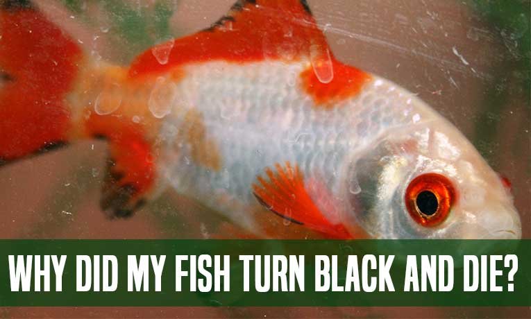 Why-Did-My-Fish-Turn-Black-And-Die