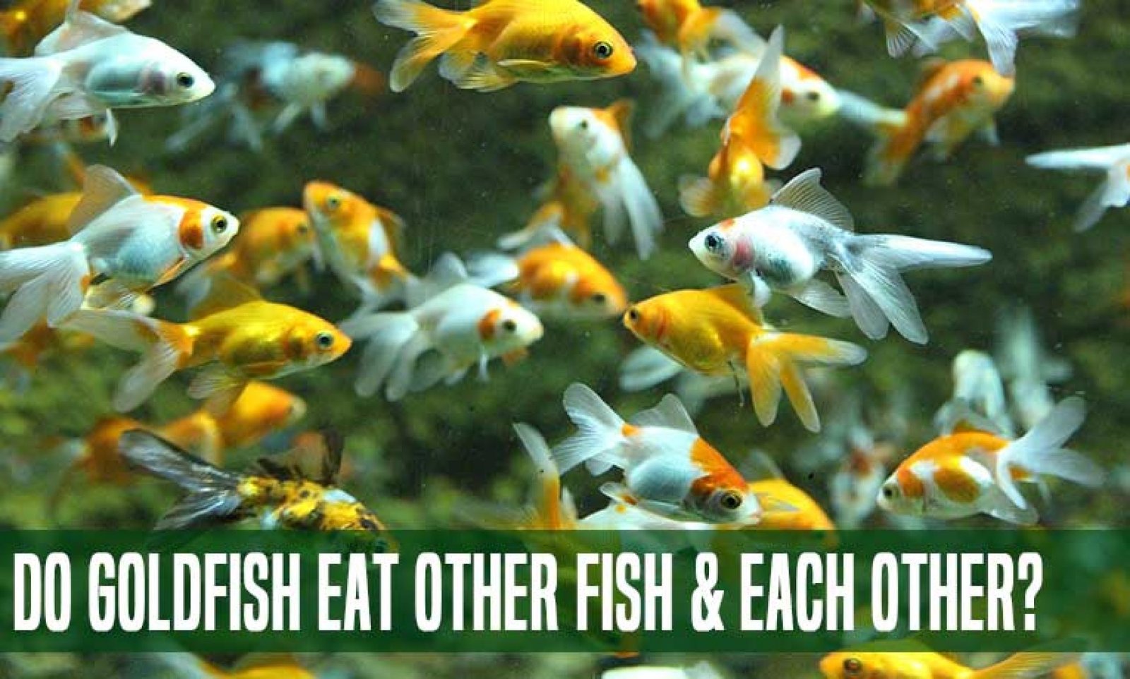 How Many Angelfish Should You Keep Together? Ok Fisher
