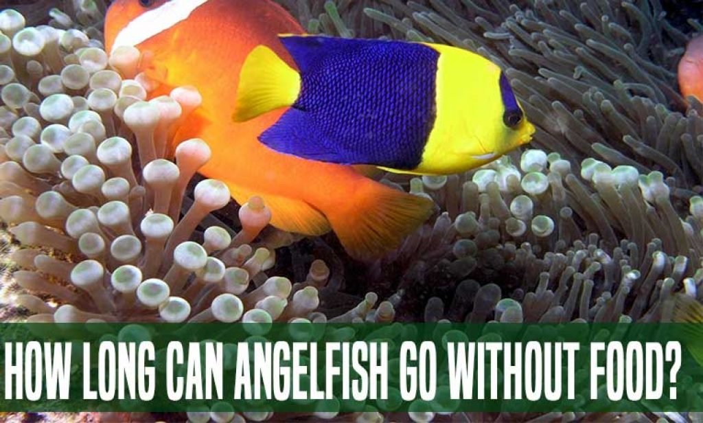 Can Super Glue Kill Fish? : An Investigative Result