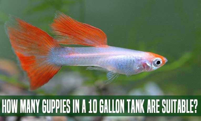 How-Many-Guppies-In-A-10-Gallon-Tank-Are-Suitable