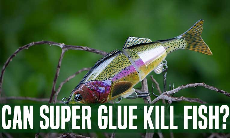Can-Super-Glue-Kill-Fish