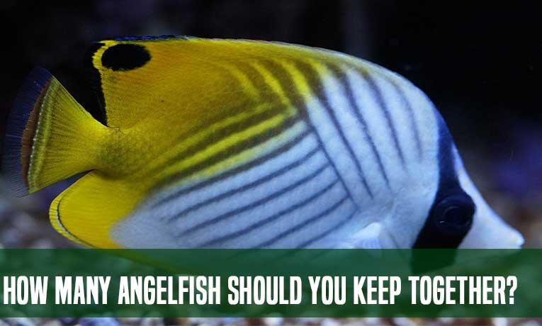 How Many Angelfish Should You Keep Together?- Ok Fisher