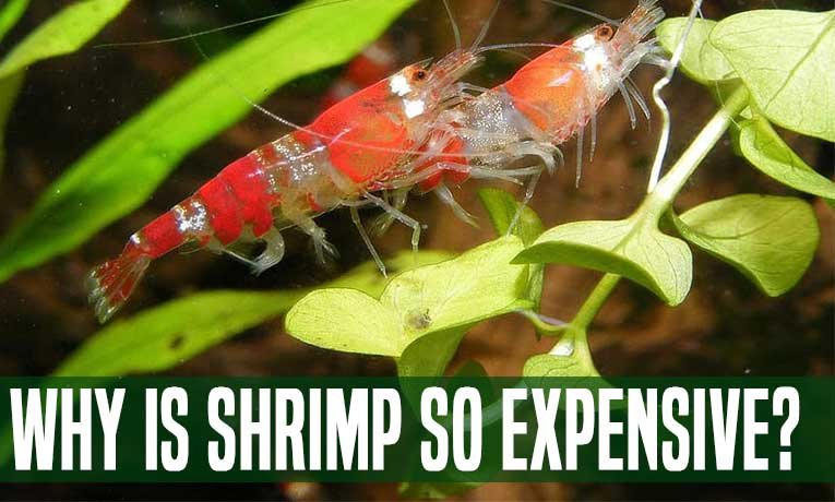 Why-Is-Shrimp-So-Expensive
