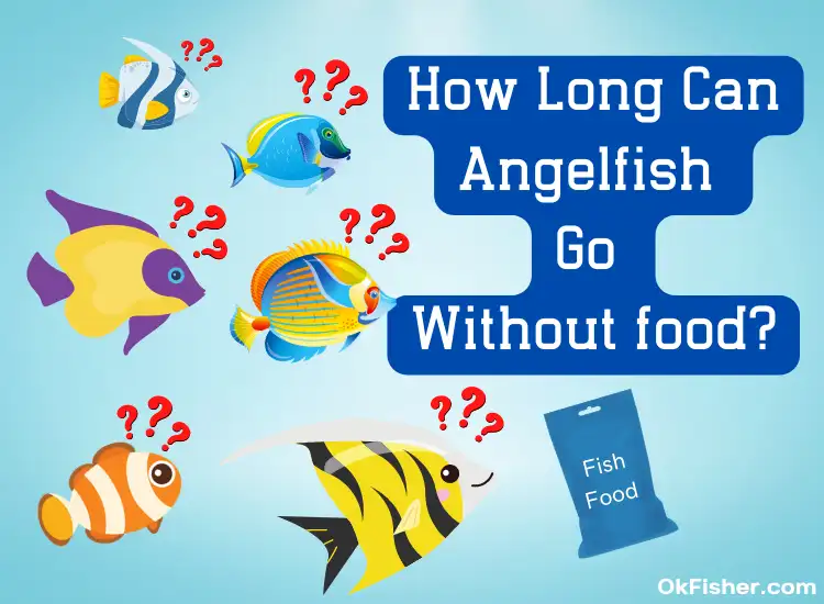How Long Can Angelfish go without food