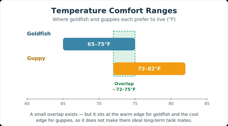 Goldfish and guppy temperature range comparison
