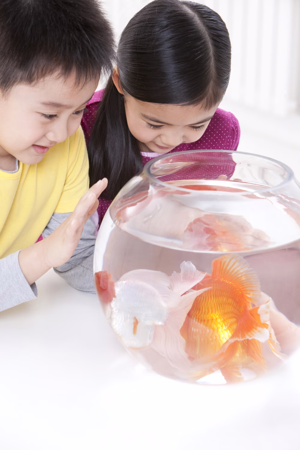 Two children watching a fancy goldfish in a fishbowl