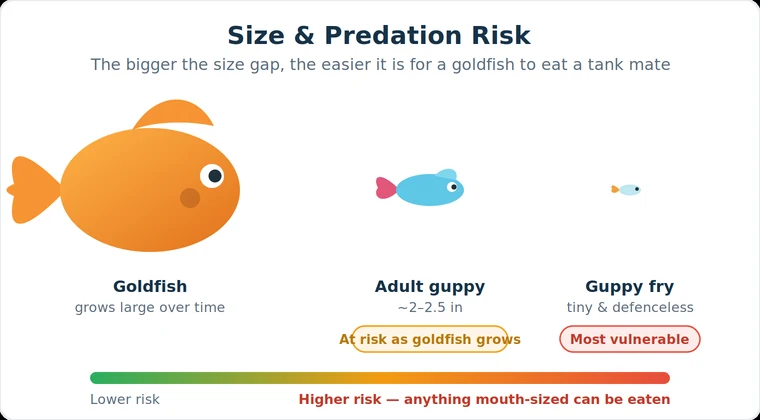 Goldfish size and predation risk for guppies and guppy fry