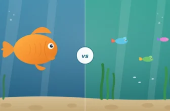Goldfish and guppies compared as aquarium tank mates