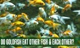 Do Goldfish Eat Other Fish and Each Other?: 5 Best Goldfish Tank Mates