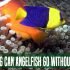 Can Super Glue Kill Fish? : An Investigative Result
