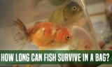 How Long Can Fish Survive In A Bag