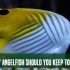 How Long Can Angelfish Go Without Food? : Plan Your Tips