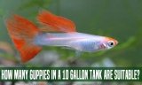 How Many Guppies In A 10 Gallon Tank Are Suitable?