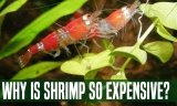 Why Is Shrimp So Expensive?